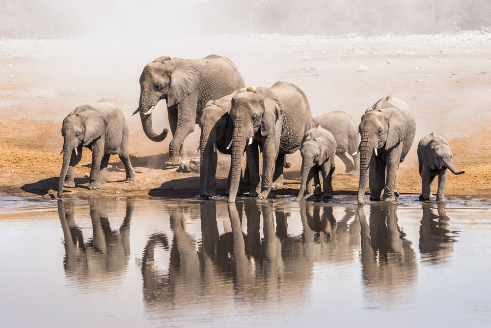 Groep olifanten bij het water, onderdeel van de big five